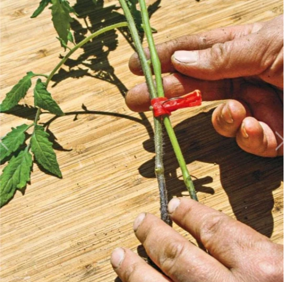 Plastic Grafting Clips for Garden Plants – Perfect for Vegetable and Plant Care