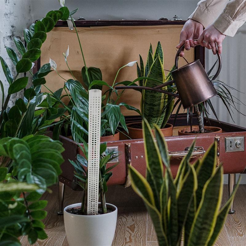 Support Columns for Climbing Plants – Pillars for Vertical Plant Growth and Green Plants
