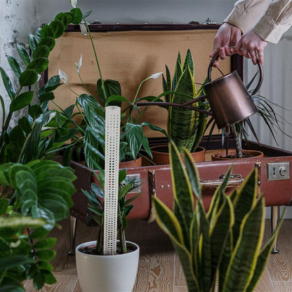 Support Columns for Climbing Plants – Pillars for Vertical Plant Growth and Green Plants