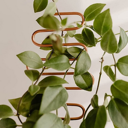 Metal Plant Support for Climbing Plants – Durable Supports in Various Shapes for Garden and Balcony