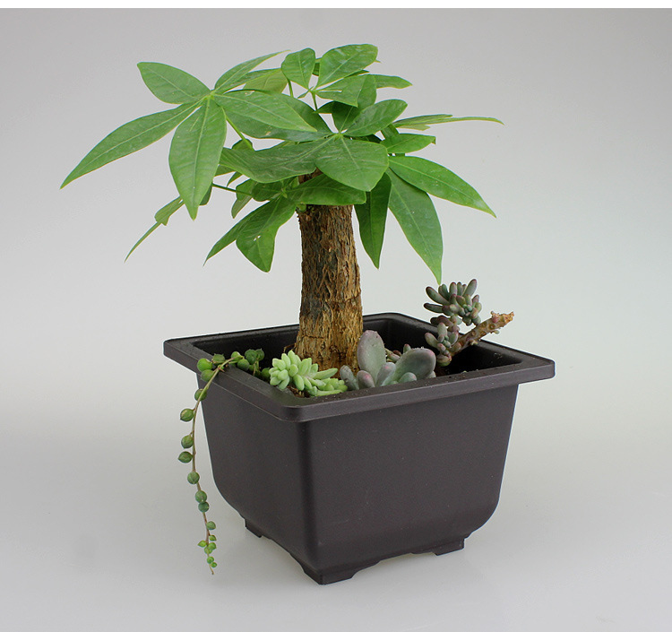 Rectangular Planter with Saucer – Ideal for Garden and Balcony