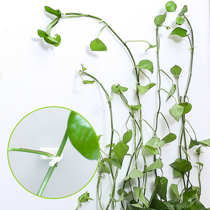 Practical Climbing Plant Wall Clips – Plant Holders for Wall Decoration and Vertical Gardening