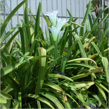 Color-Changing Solar LED Flower Lights – Lily-Shaped Garden Lights with Stake for Outdoor Use