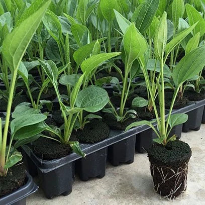 Rectangular Seedling Tray – Plant Tray for Efficient Germination and Growth of Seedlings