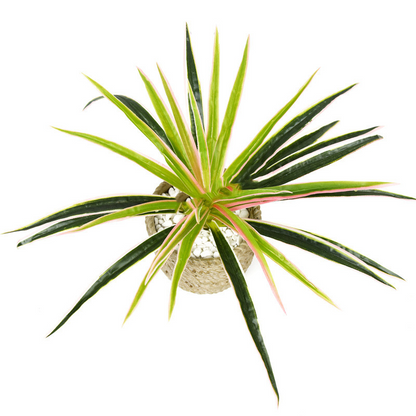Artificial Grass Plant – Decorative Artificial Plant for Home and Office