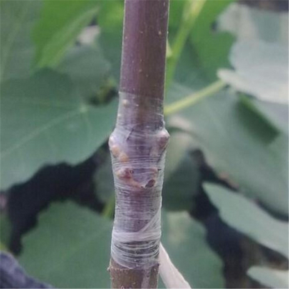 Self-Adhesive Grafting Tape for Plants – Ideal for Pruning and Plant Grafting