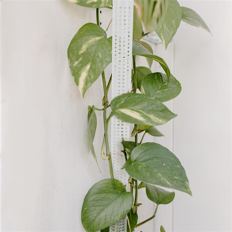 Support Columns for Climbing Plants – Pillars for Vertical Plant Growth and Green Plants
