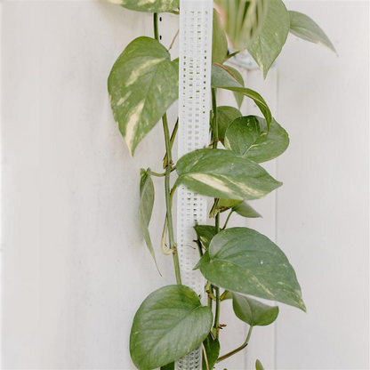 Support Columns for Climbing Plants – Pillars for Vertical Plant Growth and Green Plants