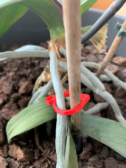 Cat-Shaped Plant Support Clip – Cute Plant Holder for Garden and Houseplants