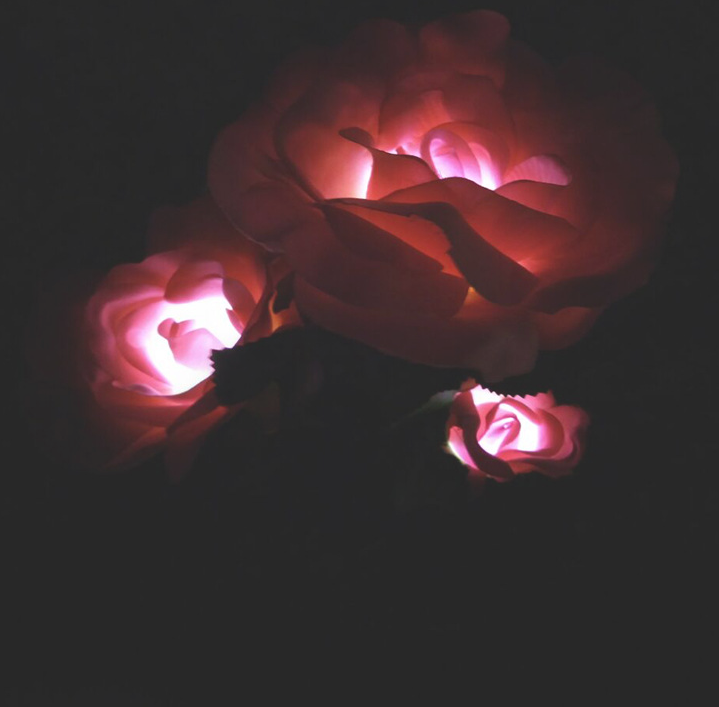 Solar-Powered Rose Lights – Garden Stakes with Solar Panel for Ambient Outdoor Lighting