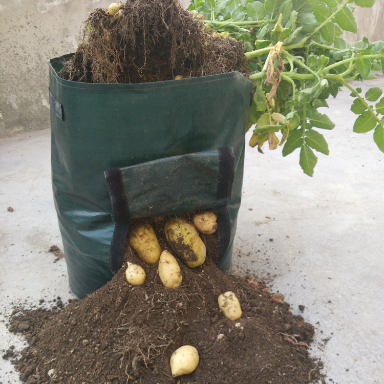 Potato Planting Bag – Reusable with Viewing Window for Easy Harvesting