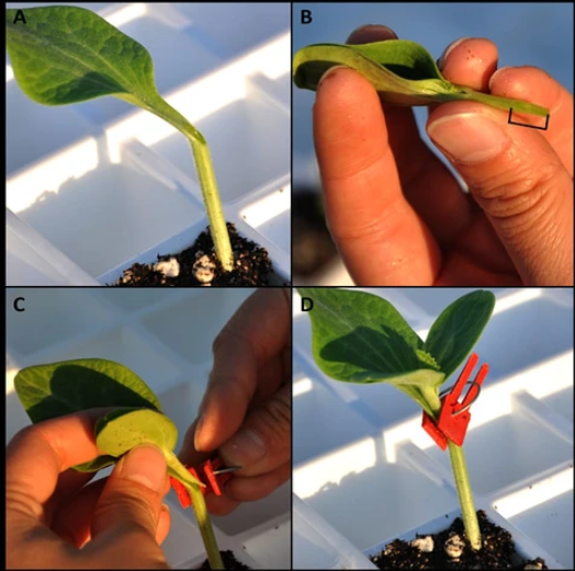 Plastic Grafting Clips for Garden Plants – Perfect for Vegetable and Plant Care