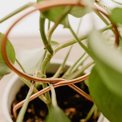 Metal Plant Support for Climbing Plants – Durable Supports in Various Shapes for Garden and Balcony