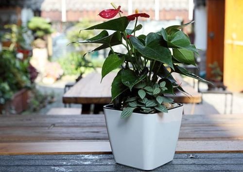 Self-watering Flower Pot – Plant Pot With Watering System For Indoor and Outdoor Use