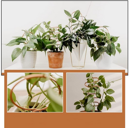 Metal Plant Support for Climbing Plants – Durable Supports in Various Shapes for Garden and Balcony