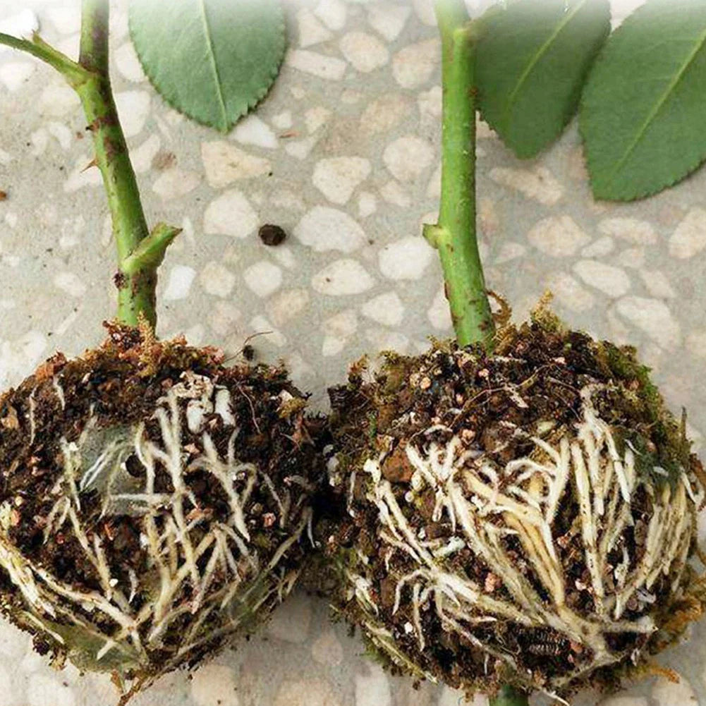 Plant Protection Balls for Roots – Protective Caps for Safe Transplanting and Healthy Growth