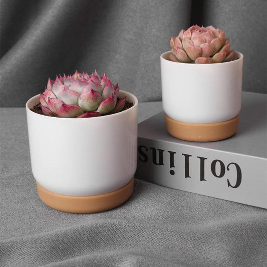 Self-Watering Orchid Planter Pot – Plastic Flower Pot with Watering System for Plant Care