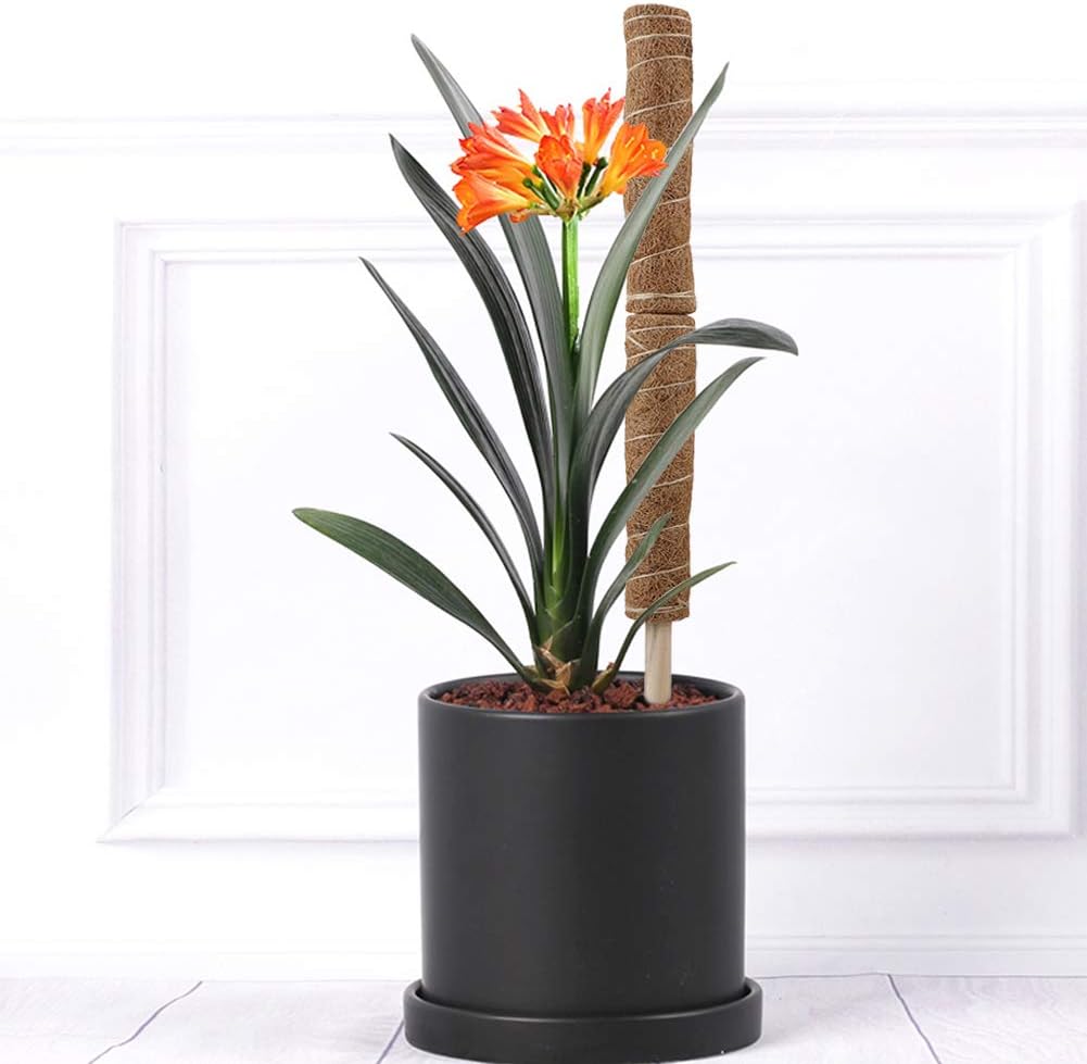 Coconut Moss Support Pole for Climbing Plants – Natural Support for Indoor and Garden Plants