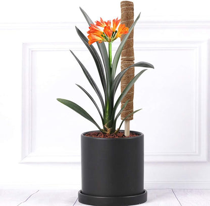 Coconut Moss Support Pole for Climbing Plants – Natural Support for Indoor and Garden Plants