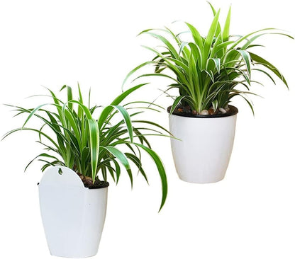 Self-Watering Hanging Planter – Modern Flower Pot for Wall Mounting for Efficient Plant Care