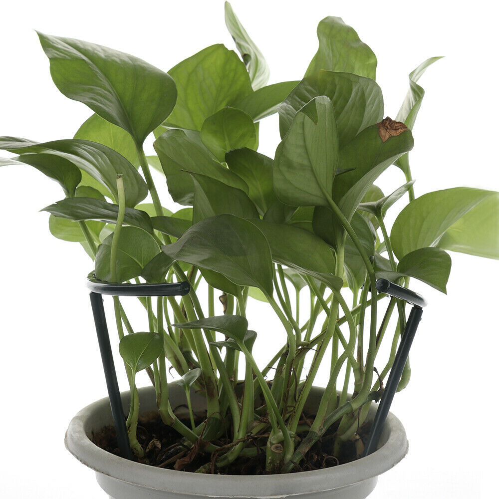 Sturdy Plant Climbing Support – Cage-Design Holder for Growth and Stability