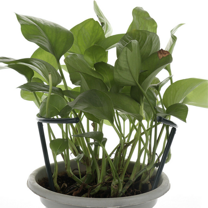 Sturdy Plant Climbing Support – Cage-Design Holder for Growth and Stability