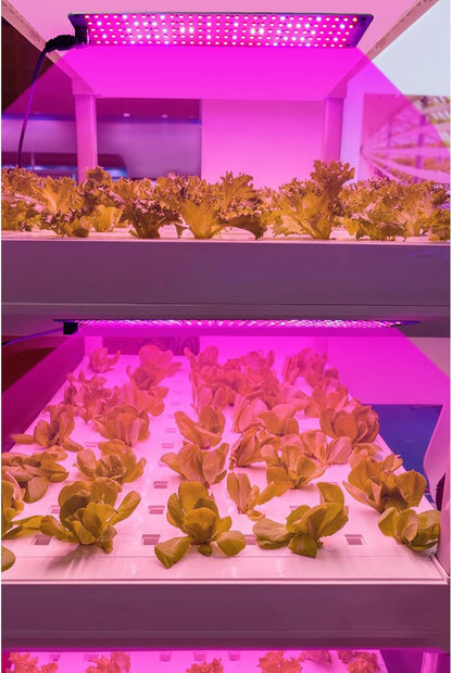 LED Quantum Plant Light Panel for Optimal Growth and Color Intensity – Adjustable Light Mode for Individual Plant Care