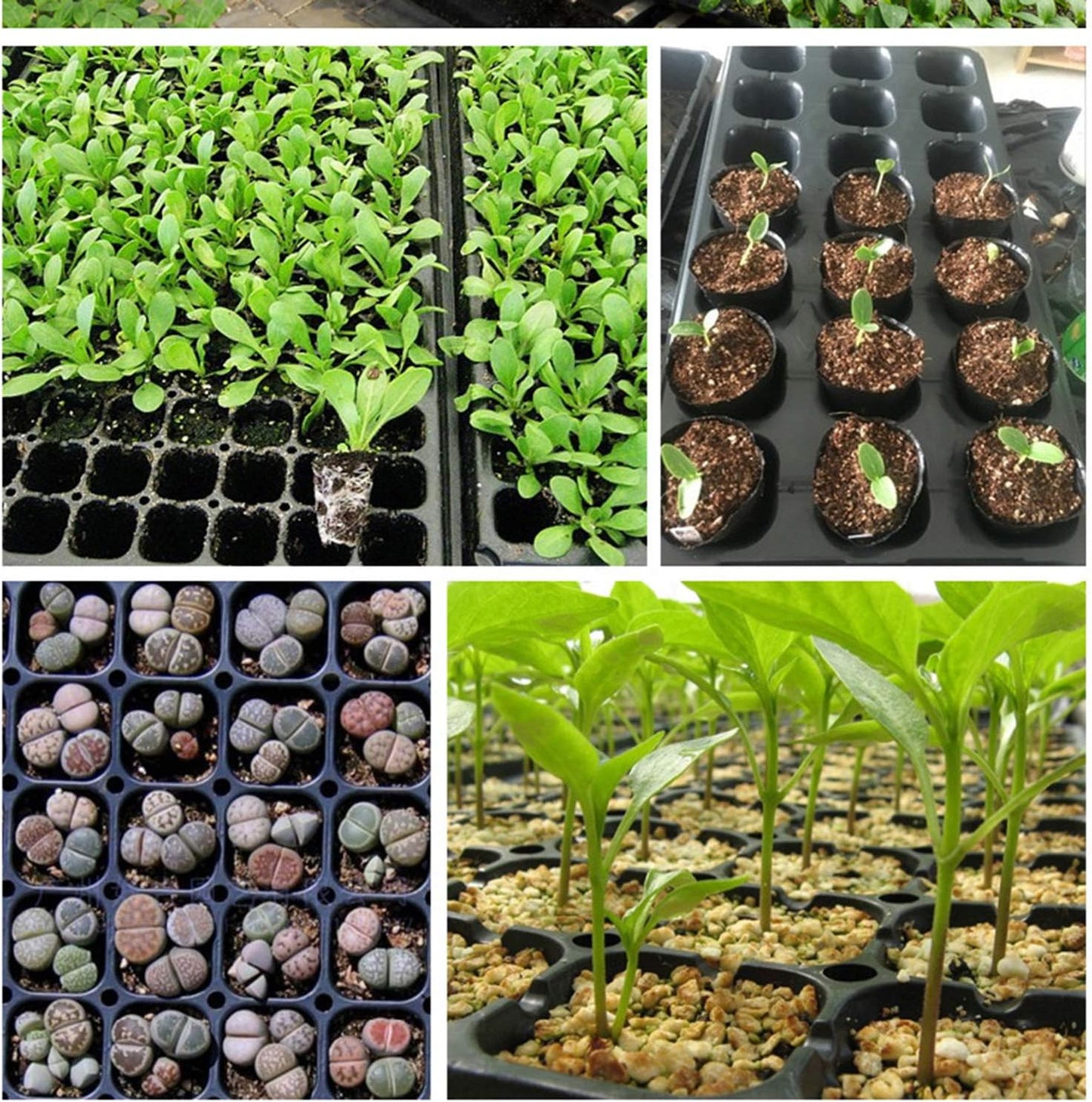 Rectangular Seedling Tray – Plant Tray for Efficient Germination and Growth of Seedlings
