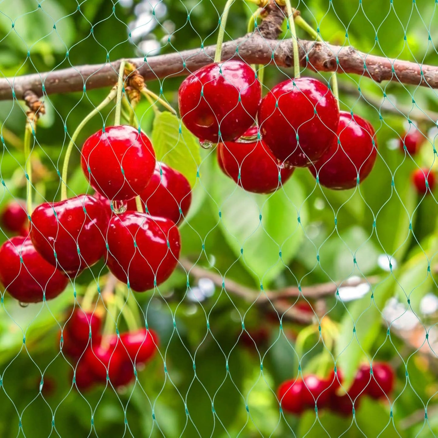 Protective Net for Garden Plants – Green Net for Protection Against Pests and Animals