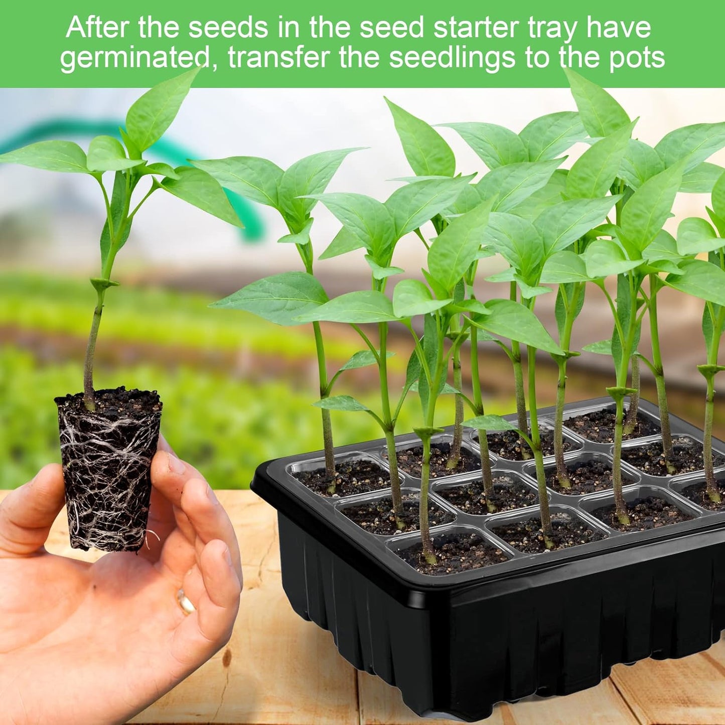 Complete Seed Starter Kit with LED Light – Perfect for Successful Plant Growth and Germination