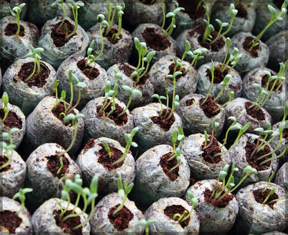 Coconut Fiber Peat Germination Pellets – Seed Planting Starter for Optimal Germination