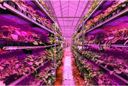 LED Quantum Plant Light Panel for Optimal Growth and Color Intensity – Adjustable Light Mode for Individual Plant Care
