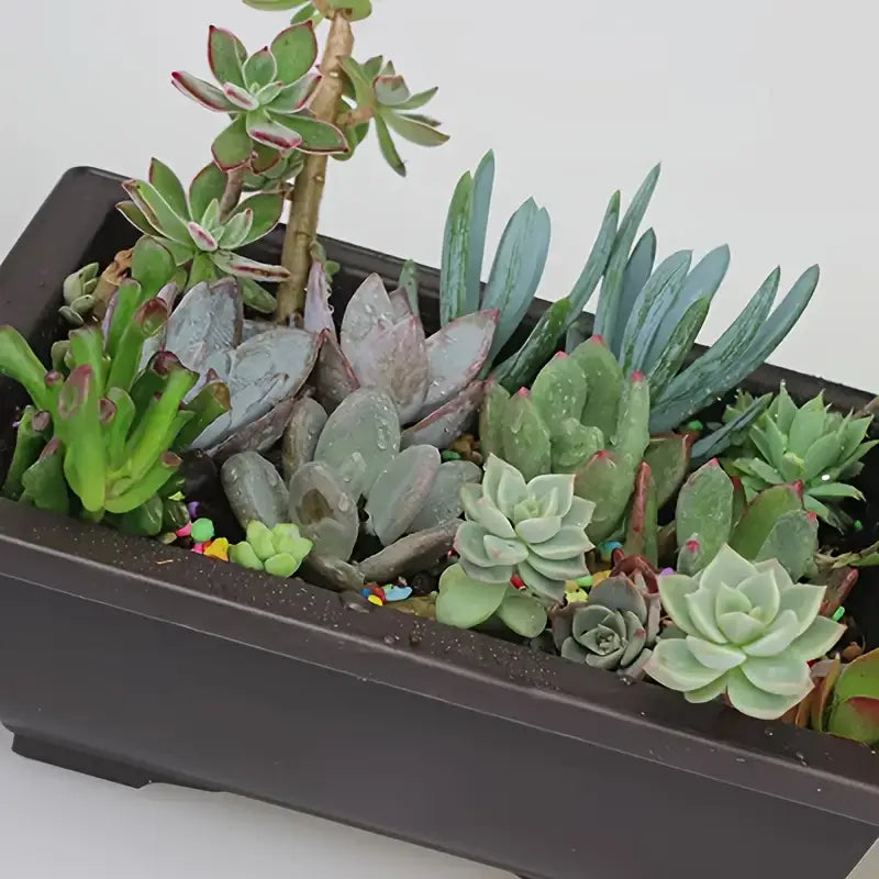 Rectangular Planter with Saucer – Ideal for Garden and Balcony