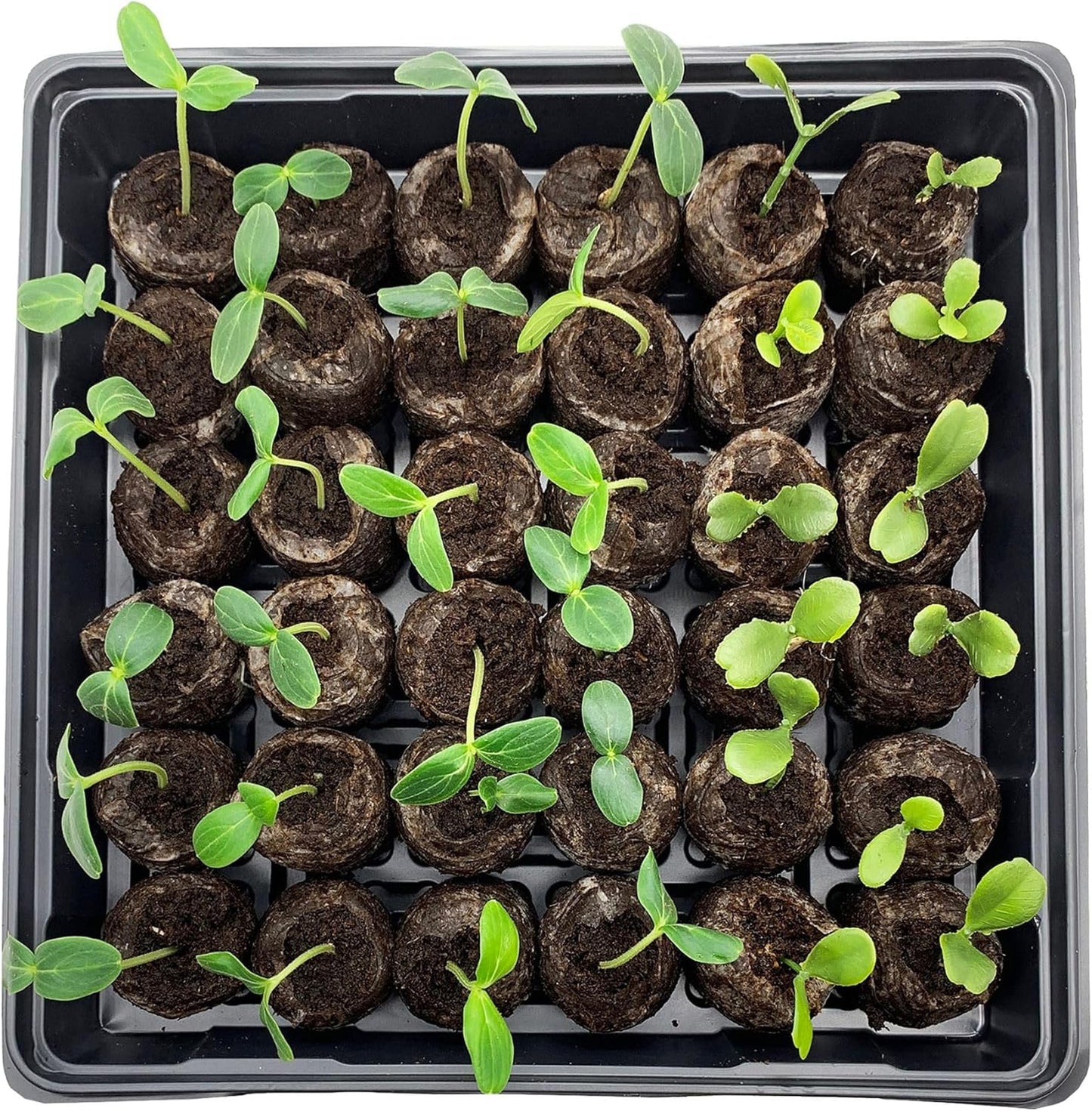 Coconut Fiber Peat Germination Pellets – Seed Planting Starter for Optimal Germination