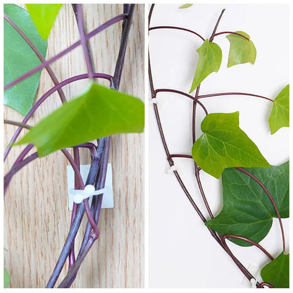 Practical Climbing Plant Wall Clips – Plant Holders for Wall Decoration and Vertical Gardening