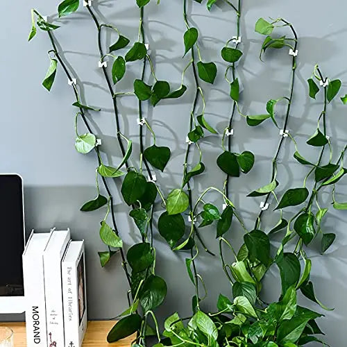 Practical Climbing Plant Wall Clips – Plant Holders for Wall Decoration and Vertical Gardening