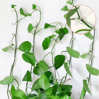 Practical Climbing Plant Wall Clips – Plant Holders for Wall Decoration and Vertical Gardening