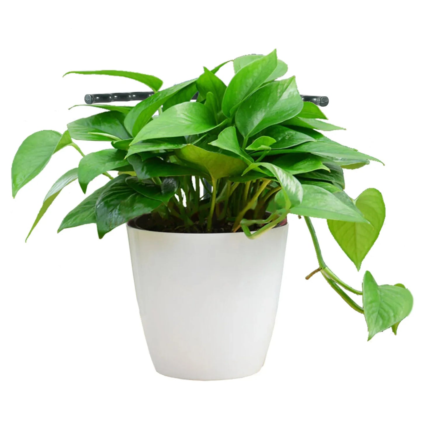 Sturdy Plant Climbing Support – Cage-Design Holder for Growth and Stability