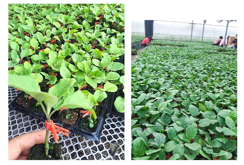 Plastic Grafting Clips for Garden Plants – Perfect for Vegetable and Plant Care