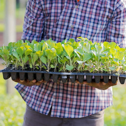 Rectangular Seedling Tray – Plant Tray for Efficient Germination and Growth of Seedlings