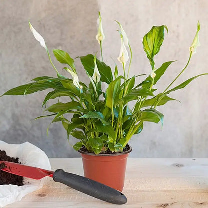 Durable Plastic Plant Pot – Sturdy Growing Pot for Plants and Flowers in the Garden